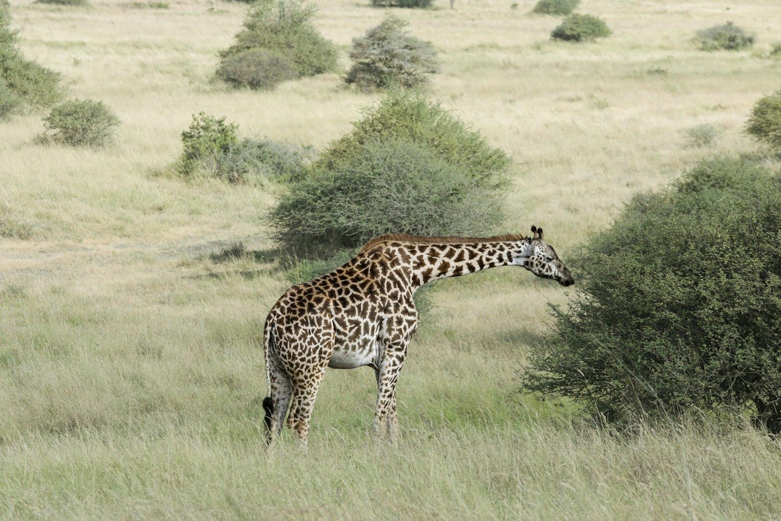 Zebras at Nairobi National Park, Kenya 3