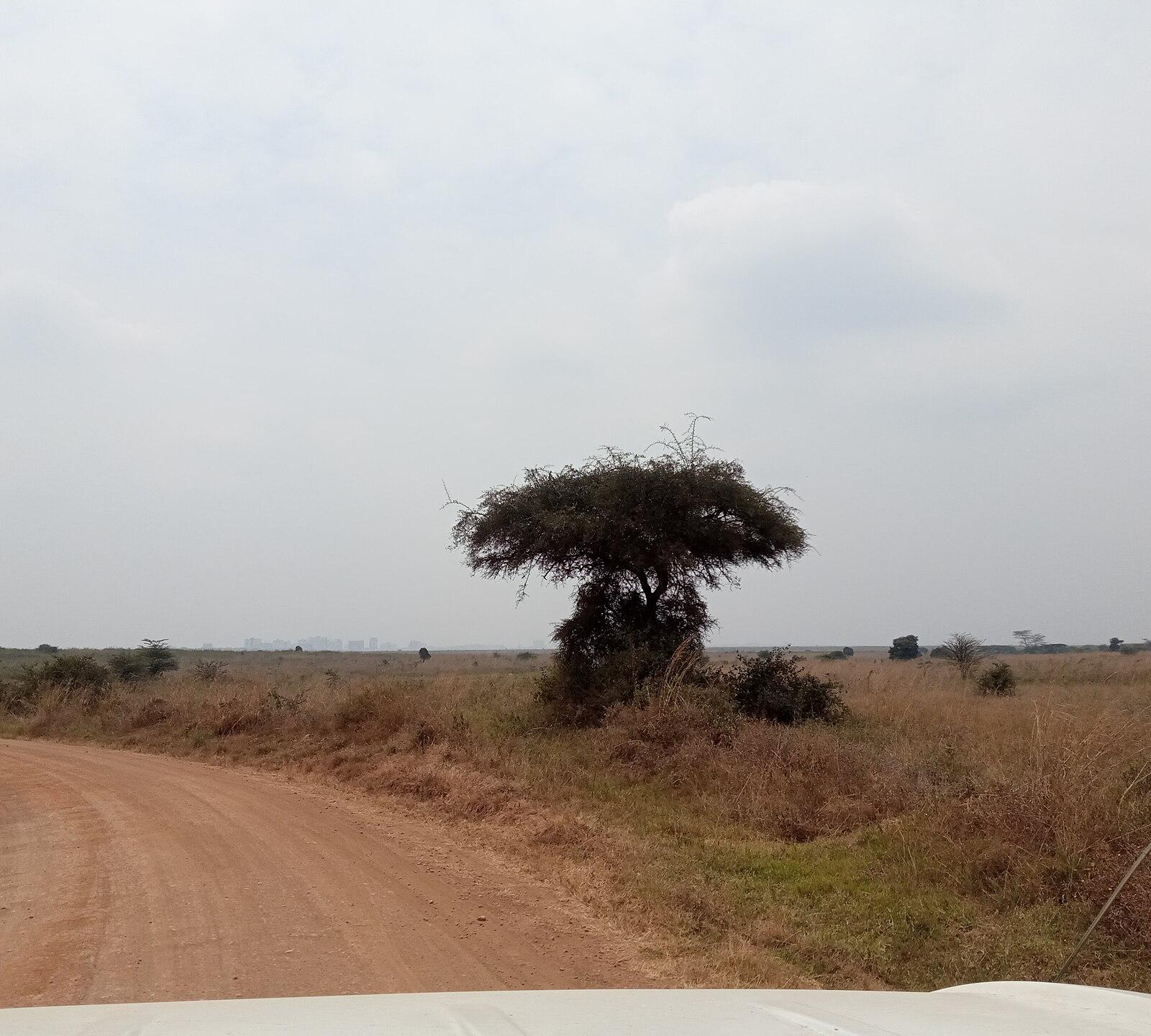 Nairobi National Park, Kenya (15040)