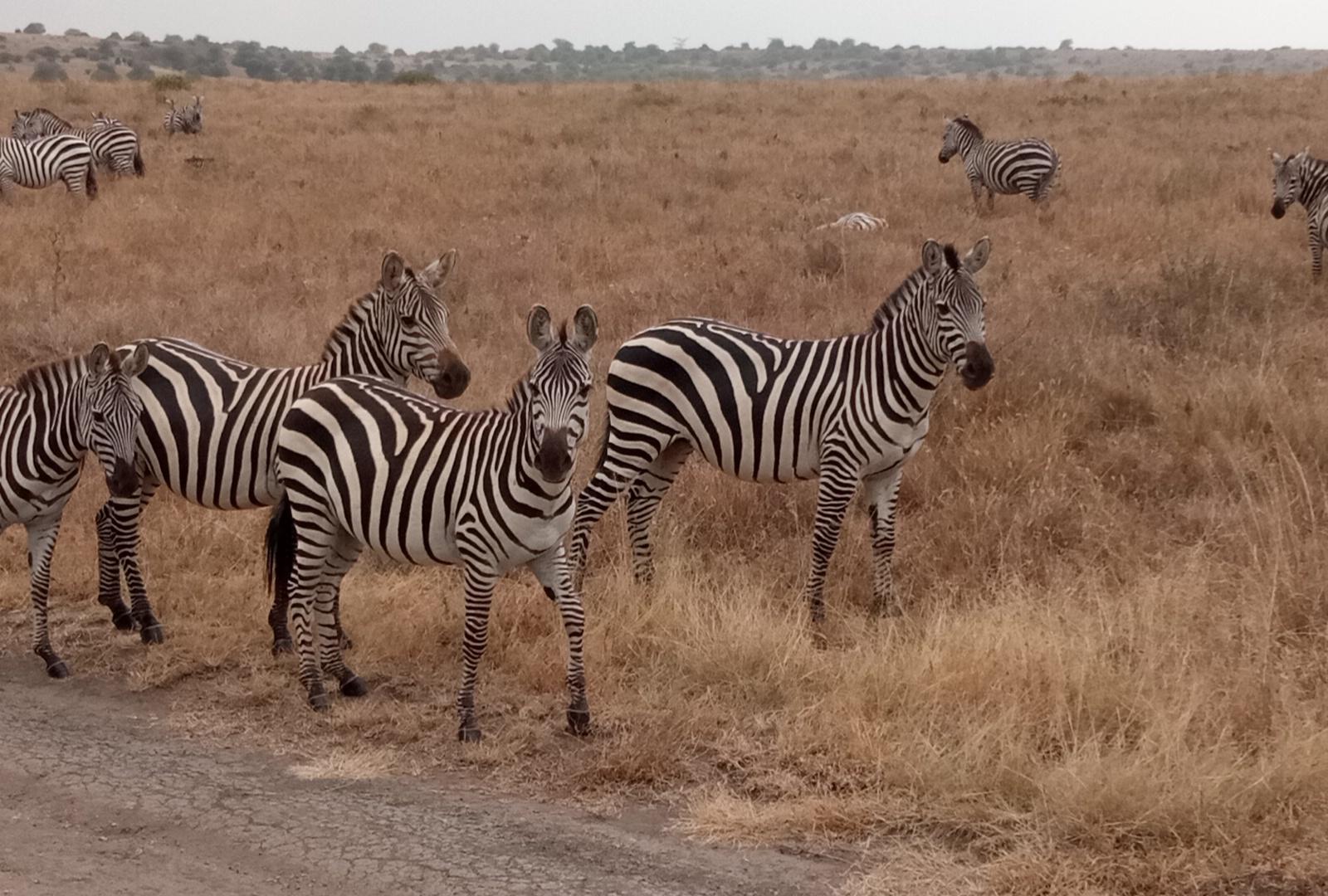 Zebra, National Park Nairobi, Kenya (97115)