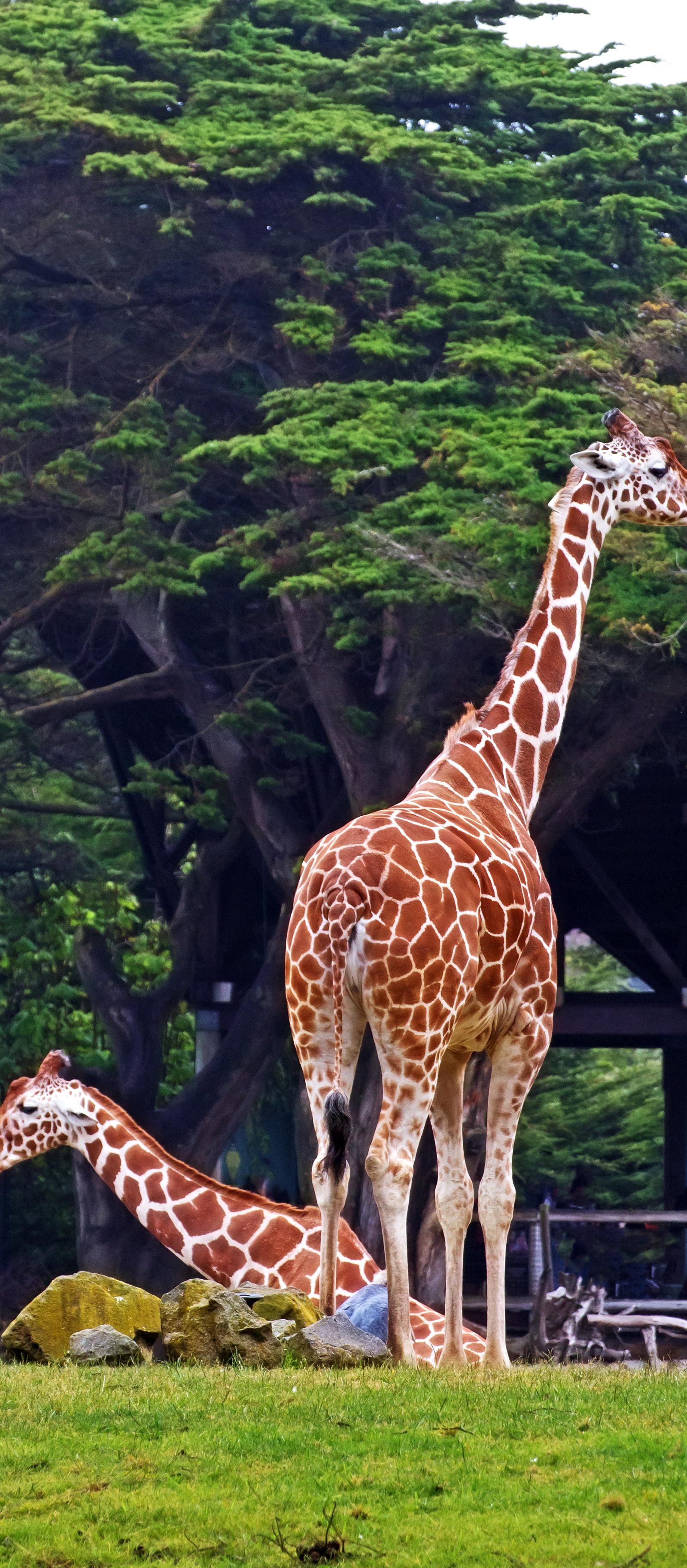 Giraffe Centre Nairobi: Conservation, Education and a Visit