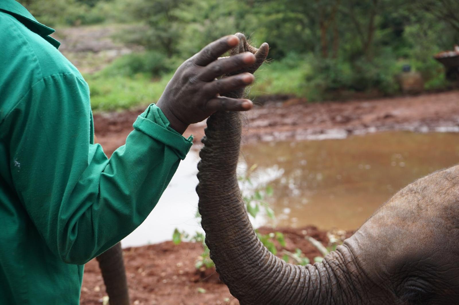 David Sheldrick Wildlife Trust, Nairobi