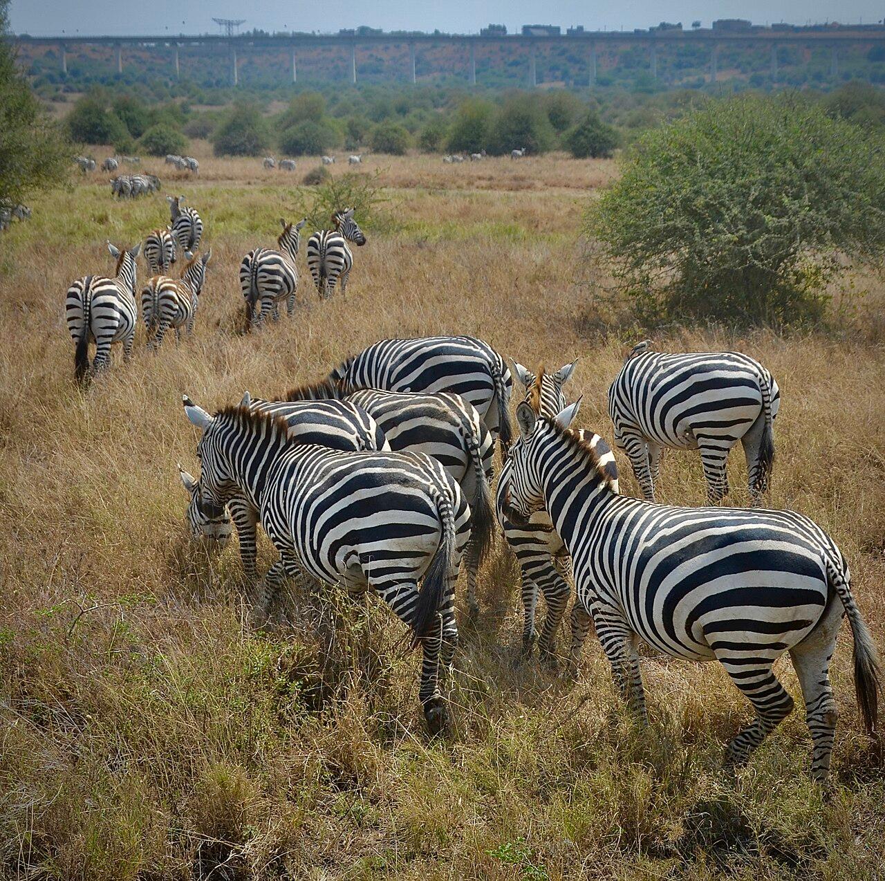 Dazzle of Zebras at Nairobi National Park