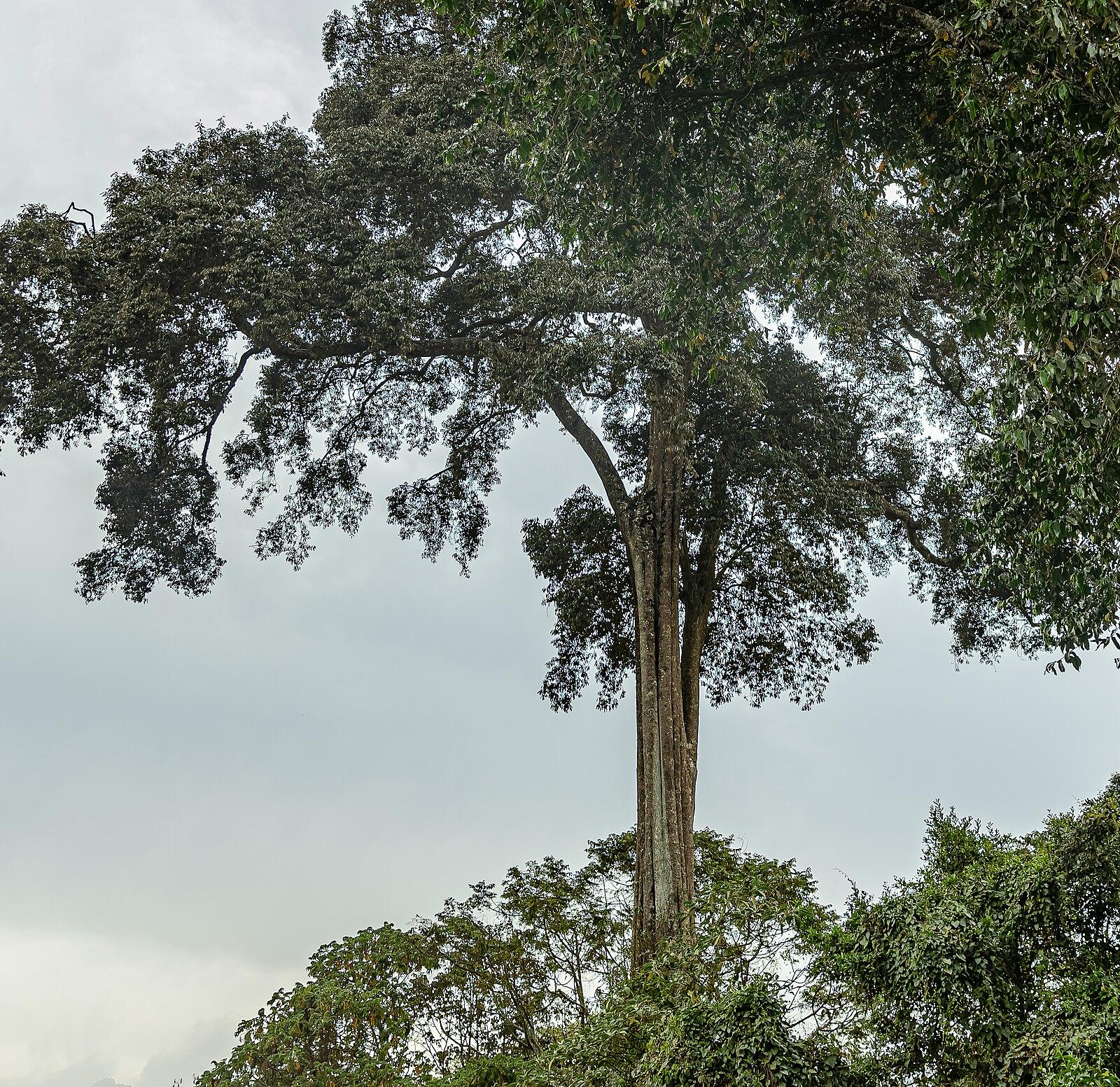 Brackenhurst Garden near Nairobi, Kenya