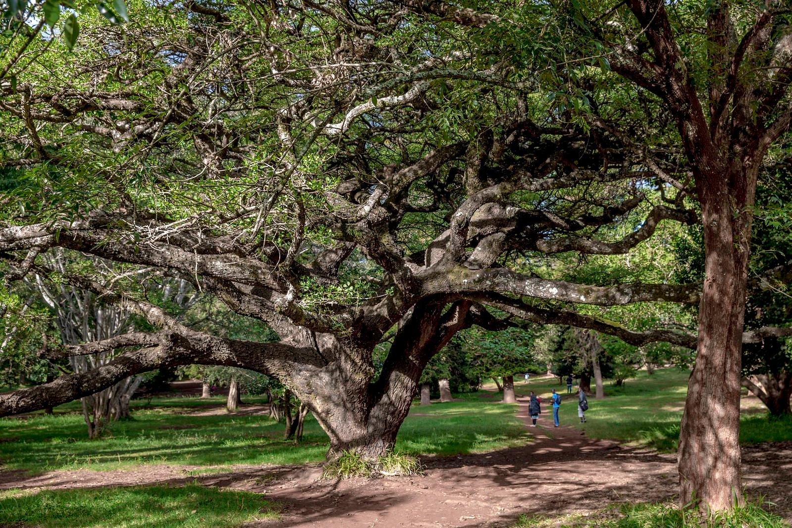 Nairobi Arboretum: Trees, History and a Green City Walk