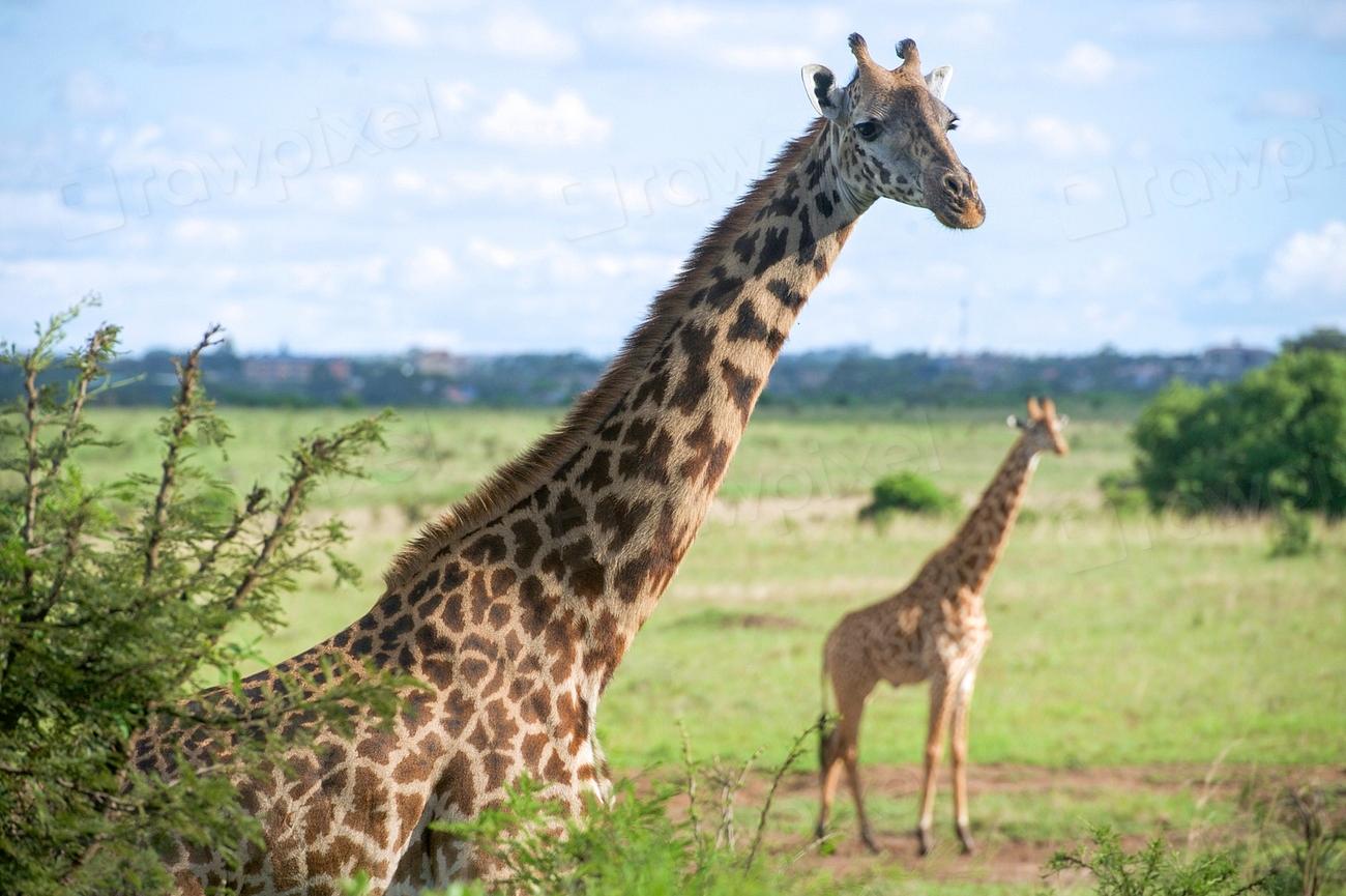 Discover Nairobi's Jazz Scene and Karura Forest This Weekend